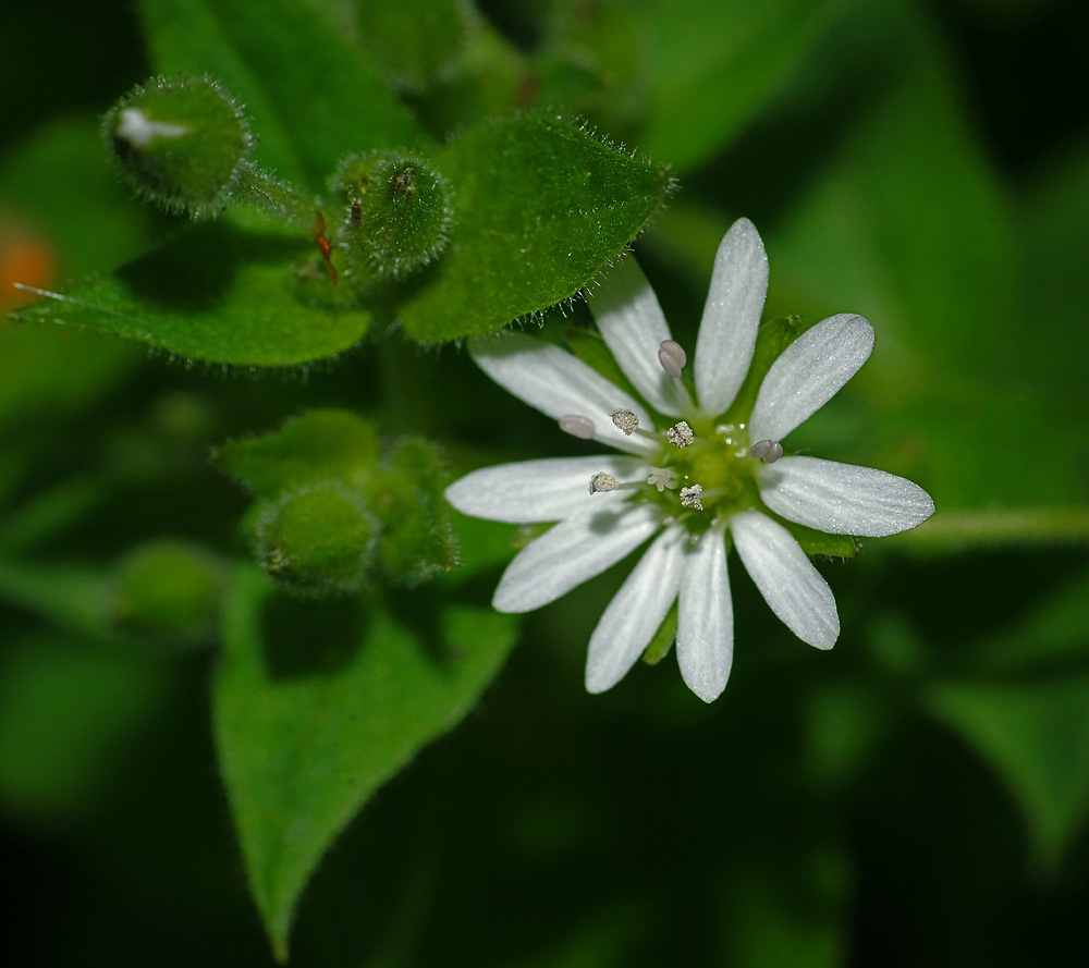 Image of Myosoton aquaticum specimen.
