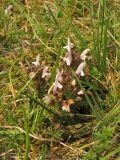 Pedicularis sylvatica