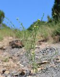 Linum nodiflorum. Цветущее растение. Краснодарский край, м/о г. Новороссийск, окр. с. Широкая Балка, отвал грунта на обочине дороги. 10 июля 2021 г.