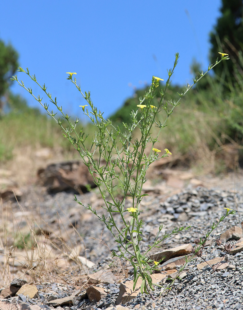 Изображение особи Linum nodiflorum.