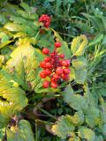 Actaea erythrocarpa