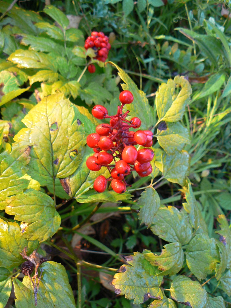 Image of Actaea erythrocarpa specimen.