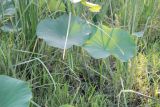 Nelumbo caspica