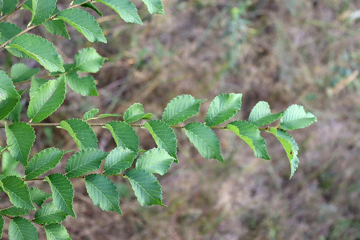 Image of Ulmus pumila specimen.