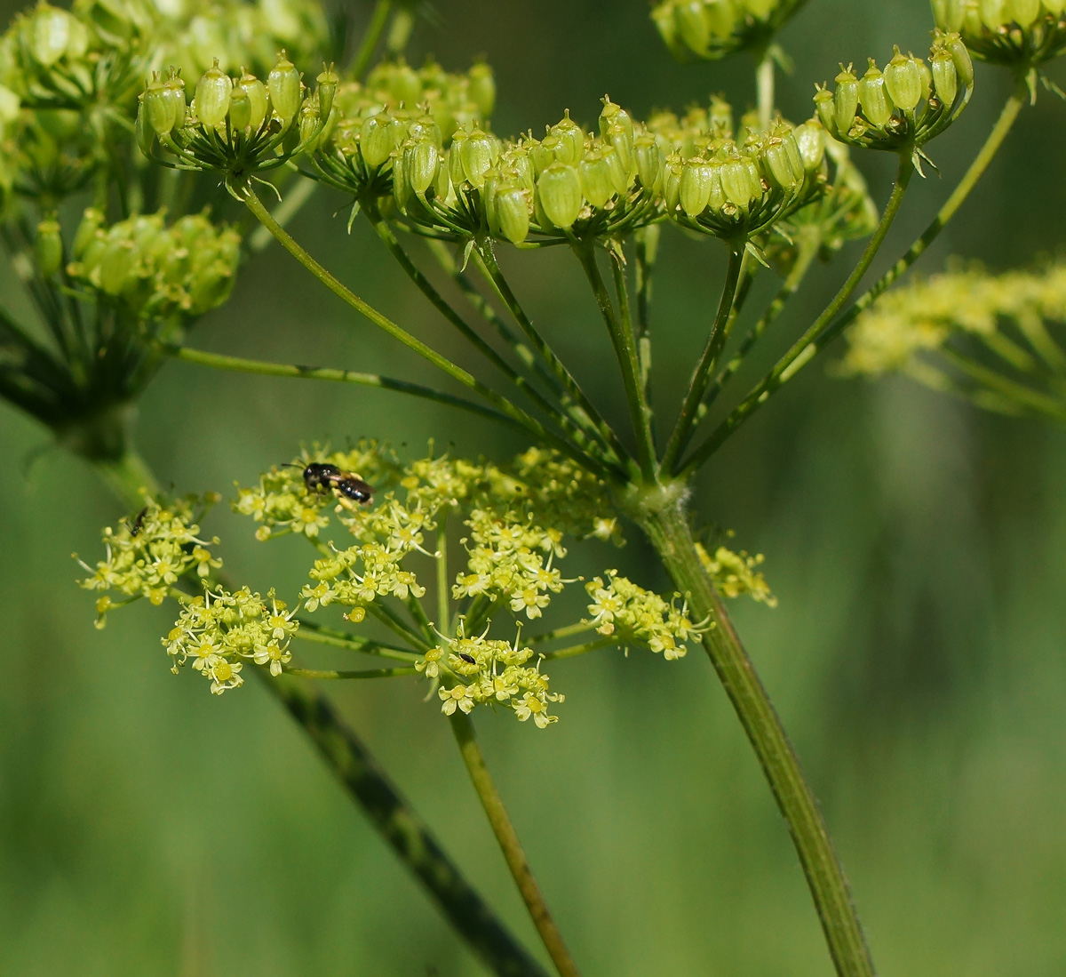 Image of Heracleum sibiricum specimen.