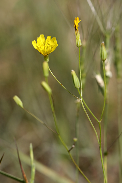 Изображение особи Crepis pulchra ssp. turkestanica.