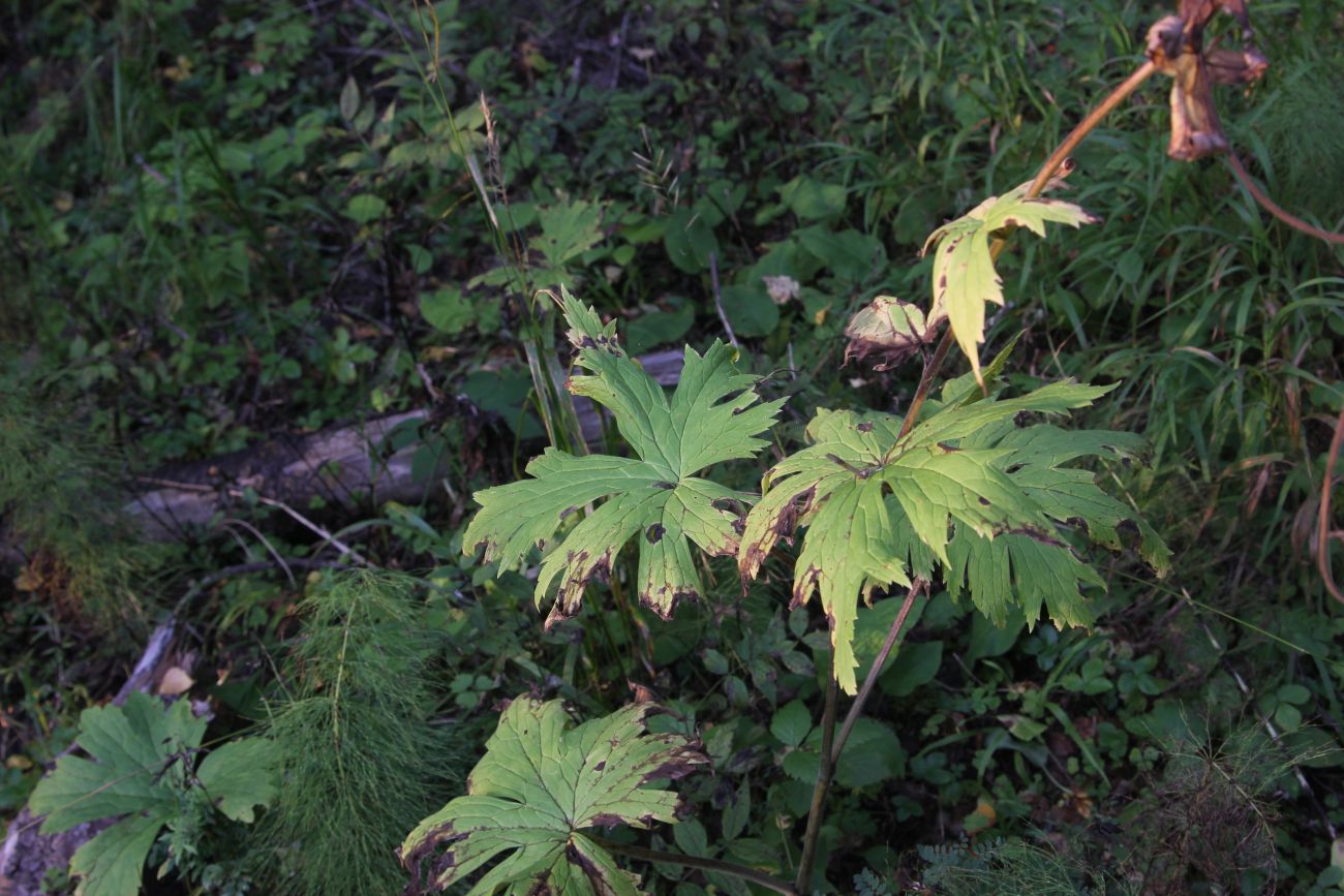 Изображение особи Aconitum septentrionale.