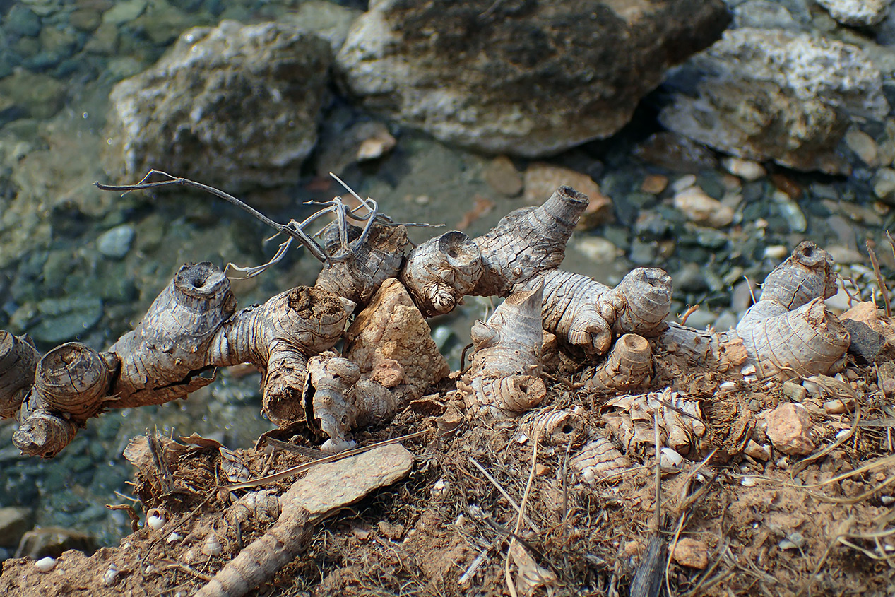 Image of Arundo donax specimen.