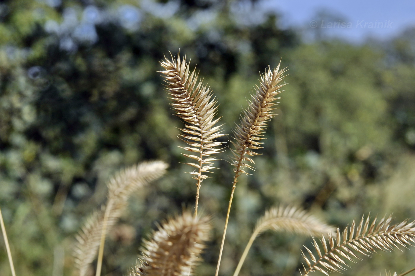 Изображение особи Agropyron pectinatum.