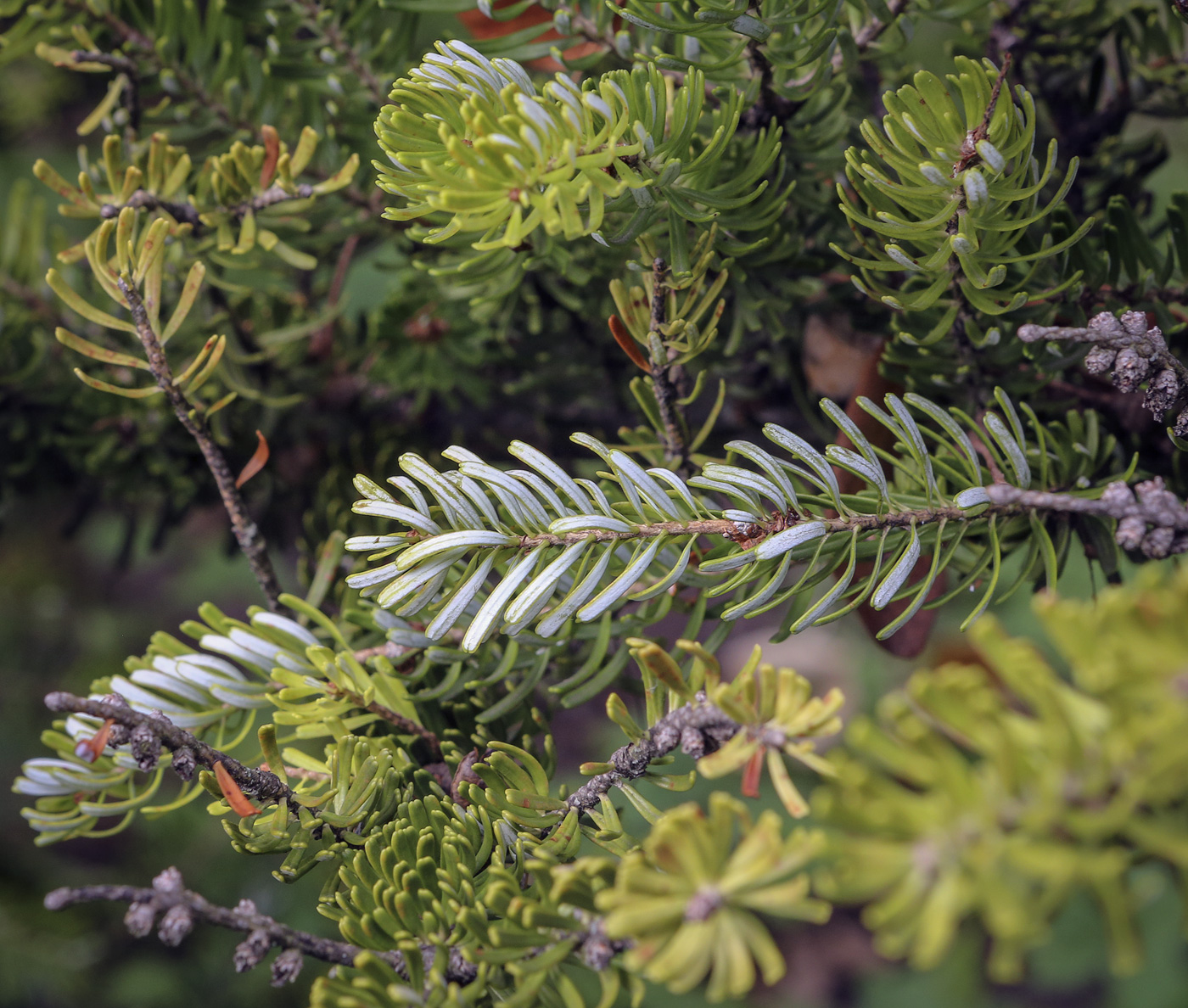 Image of Abies lasiocarpa specimen.