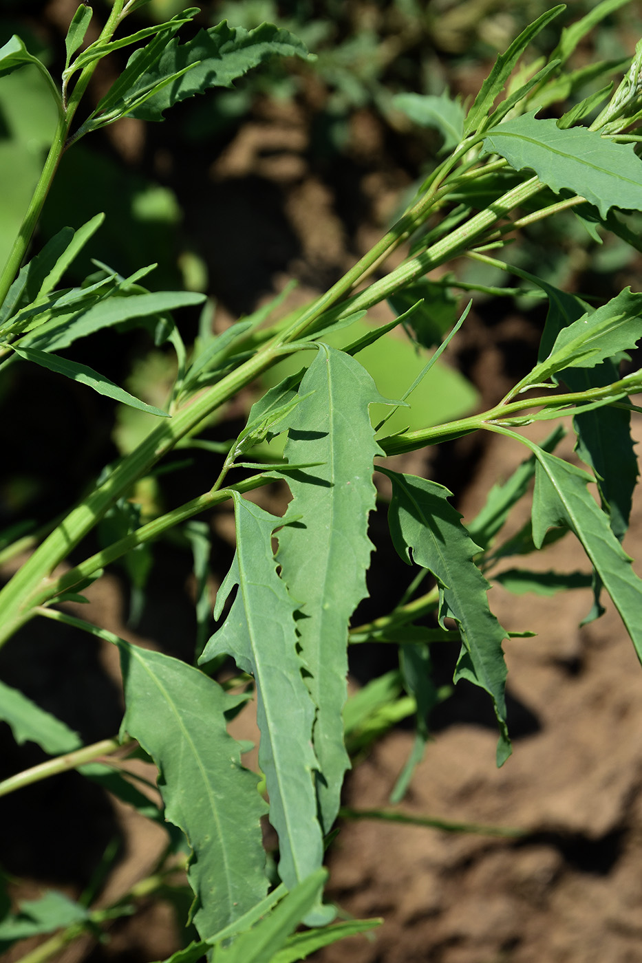 Image of genus Atriplex specimen.