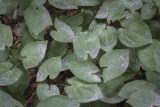 genus Epimedium. Листья. Москва, Аптекарский огород, теневой сад, в культуре. 03.09.2021.