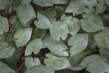 род Epimedium