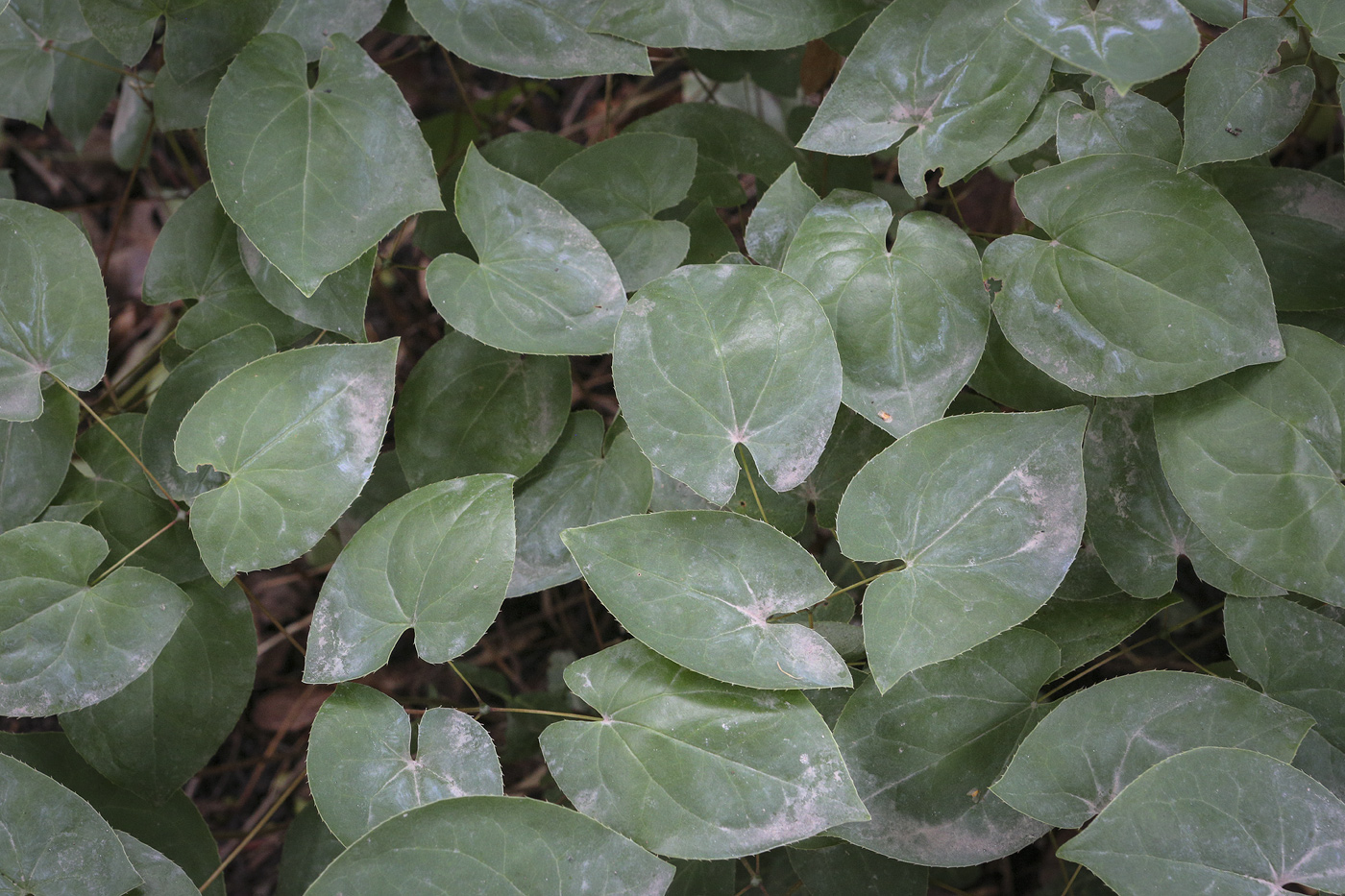 Изображение особи род Epimedium.