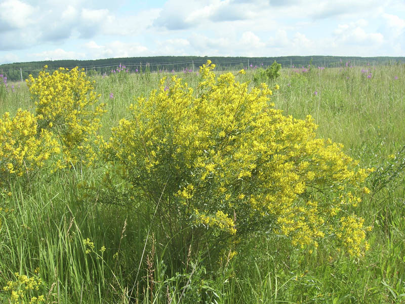 Image of Genista tinctoria specimen.