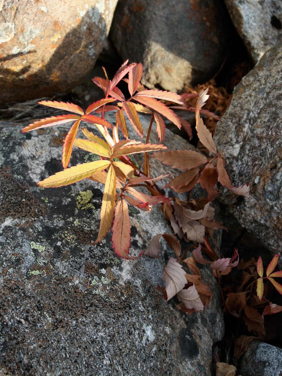 Image of Comarum palustre specimen.