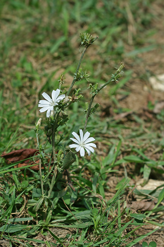 Image of Cichorium intybus specimen.