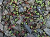 Sedum stevenianum