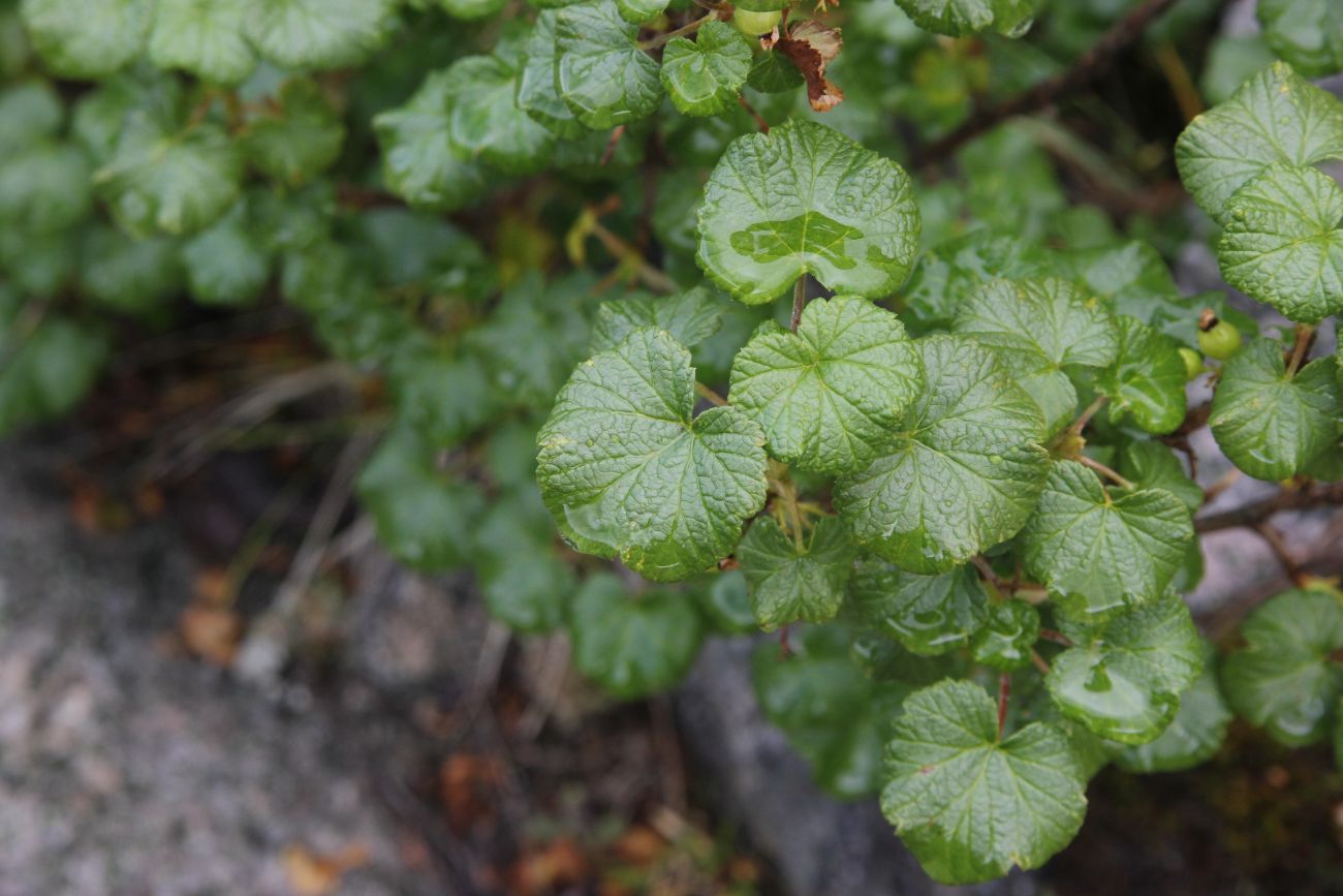 Изображение особи Ribes graveolens.