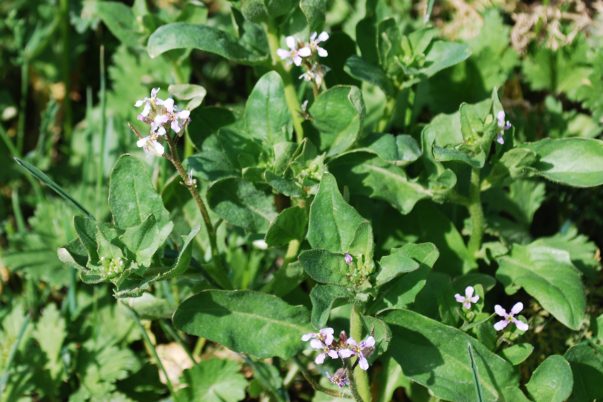 Image of Chorispora tenella specimen.