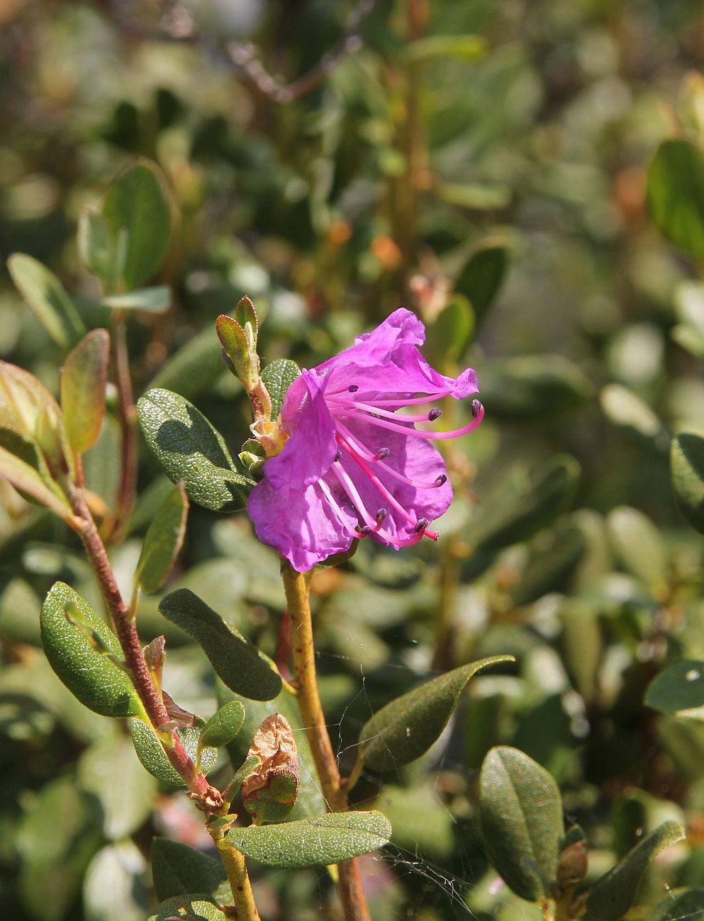 Image of Rhododendron ledebourii specimen.