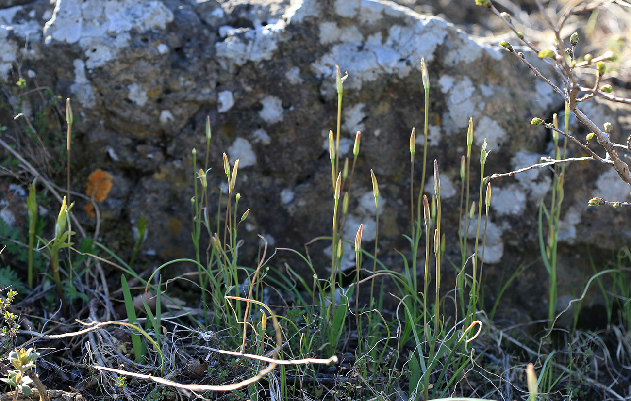 Изображение особи Gagea pauciflora.