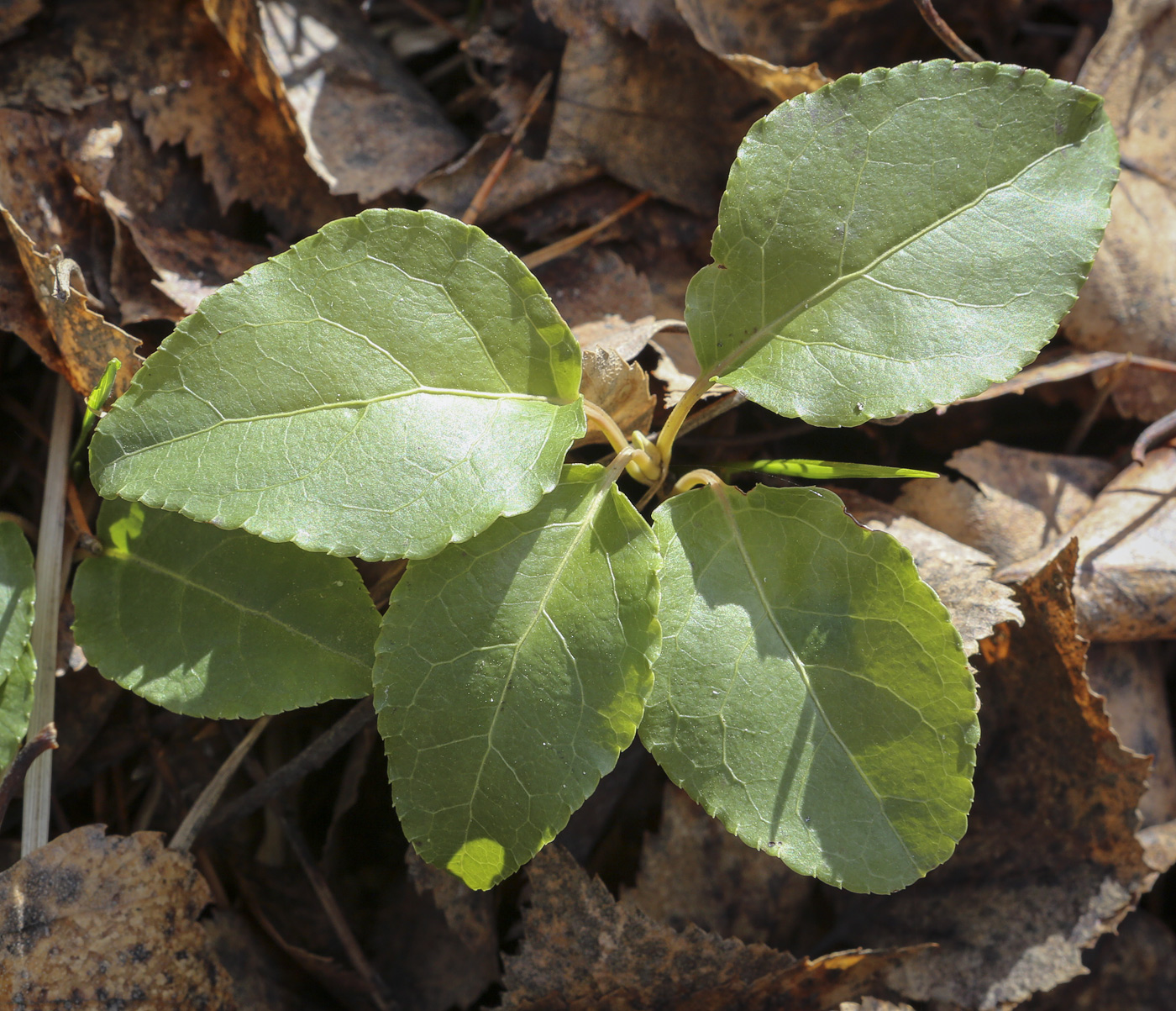 Image of Orthilia secunda specimen.