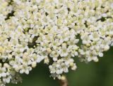 Viburnum lantana. Цветки. Томская обл., Томск, Академгородок, в культуре. 19.05.2022.