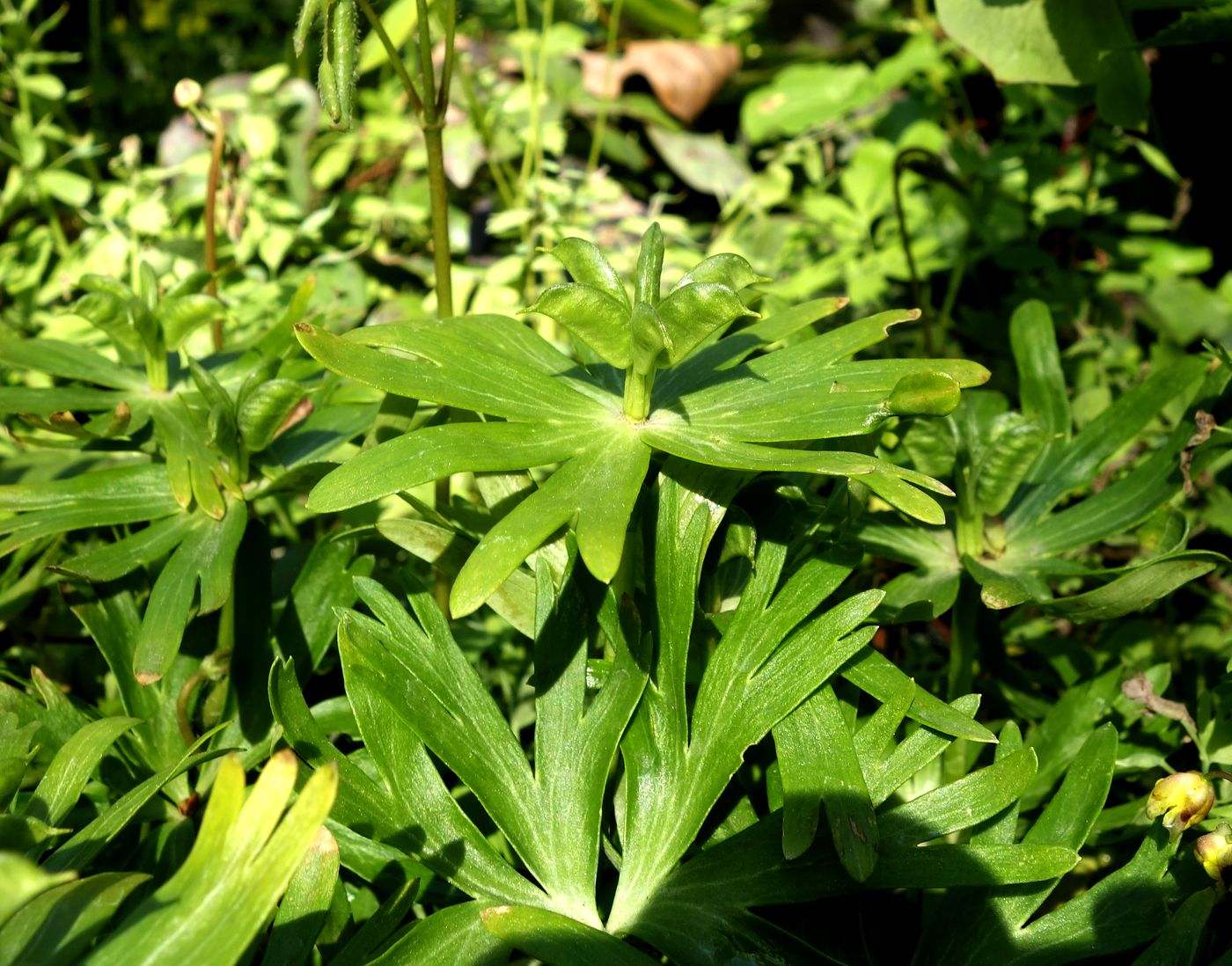 Image of Eranthis hyemalis specimen.