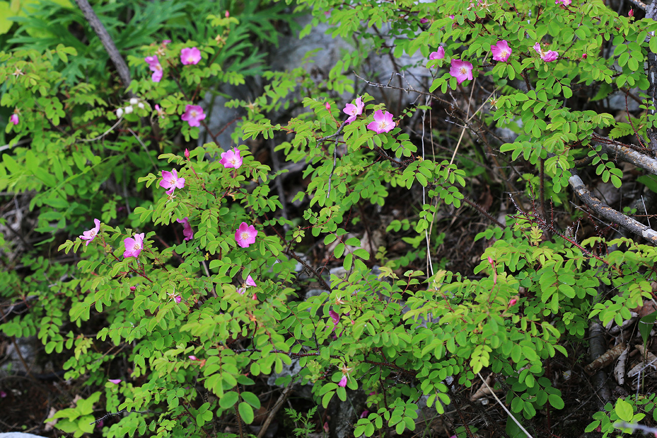 Image of Rosa koreana specimen.