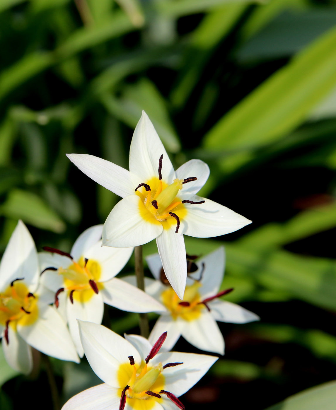 Изображение особи Tulipa bifloriformis.