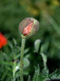 genus Papaver. Бутон. Армения, обл. Арагацотн, гора Арагац, ущелье р. Аркашен, окр. крепости Амберд, ≈ 2300 м н.у.м., луговой склон с Vicia, Euphorbia и Spiraea. 20.06.2022.