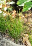 Carex chloroleuca