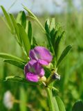 Vicia angustifolia