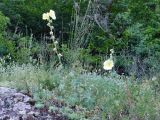 Alcea rugosa. Цветущие растения. Крым, склон горы Ю. Демерджи. 16.07.2021.