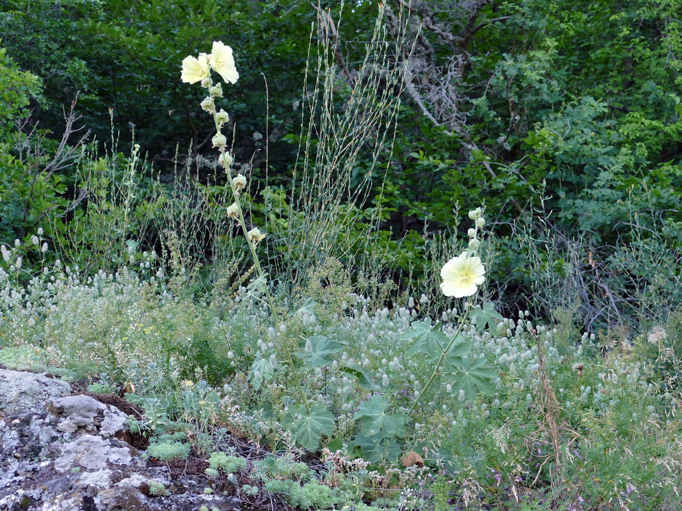 Изображение особи Alcea rugosa.