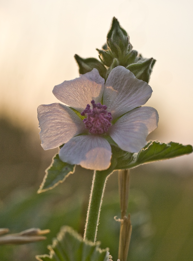 Изображение особи Althaea officinalis.