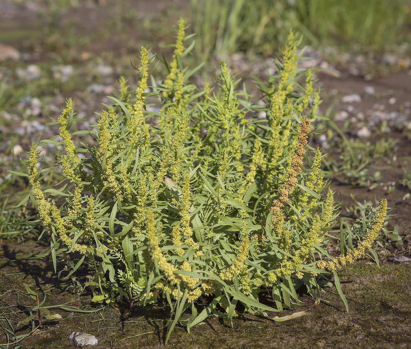 Изображение особи Rumex maritimus.