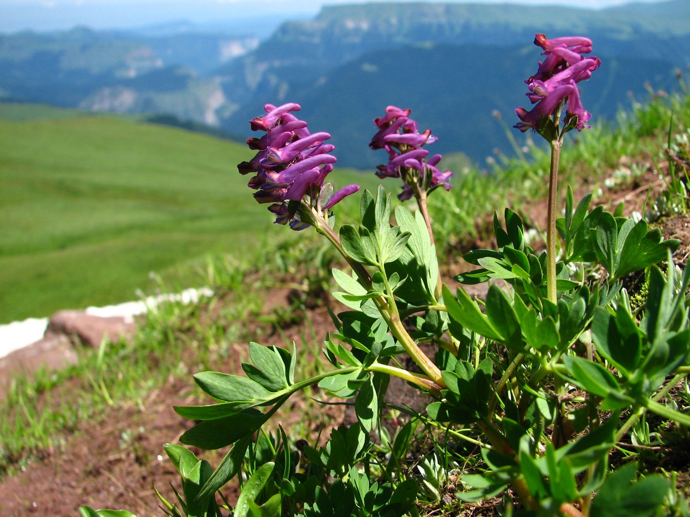 Image of Corydalis conorhiza specimen.