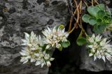 Sedum oppositifolium