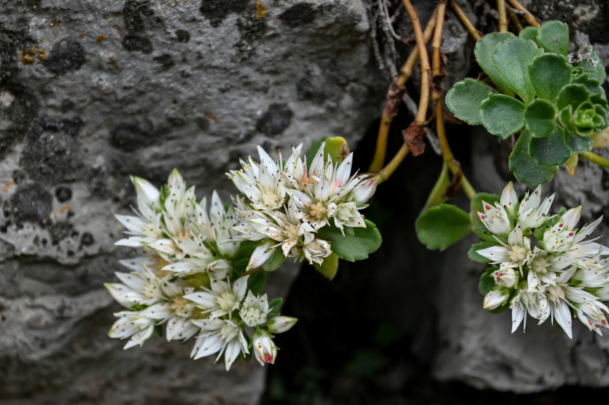 Image of Sedum oppositifolium specimen.