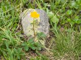 Potentilla ruprechtii