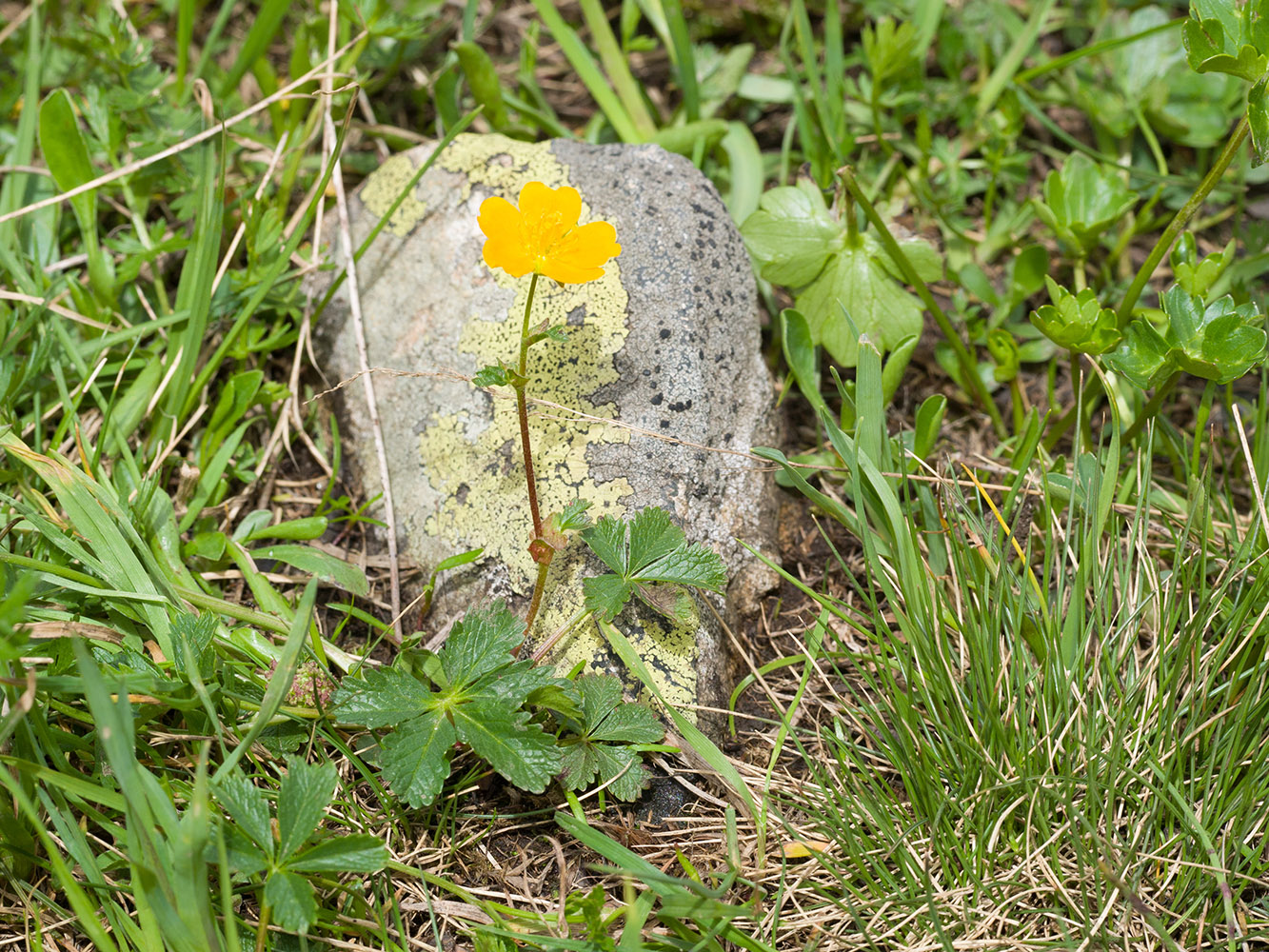 Image of Potentilla ruprechtii specimen.