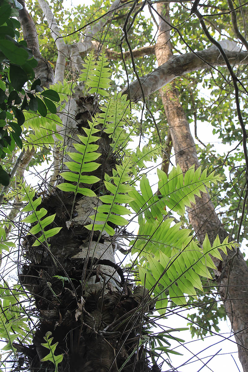 Image of familia Polypodiaceae specimen.