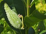 Asclepias syriaca