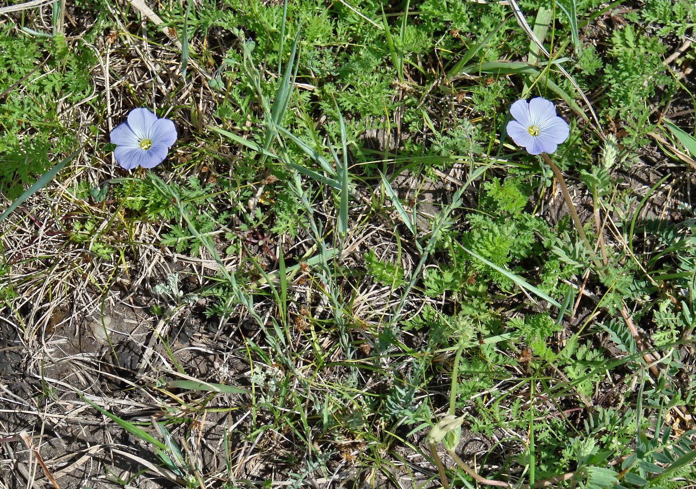 Image of genus Linum specimen.