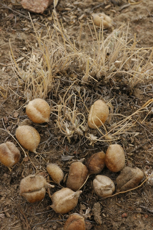 Изображение особи Astragalus lasiophyllus.