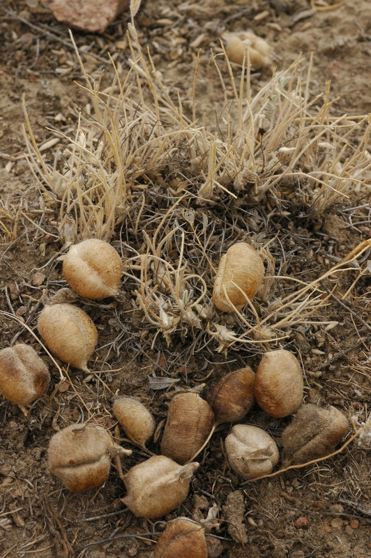 Изображение особи Astragalus pallasii.