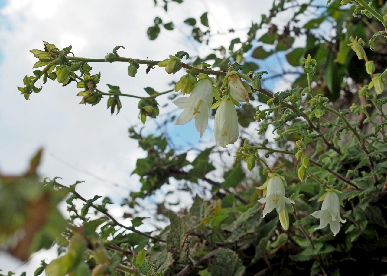 Image of Campanula alliariifolia specimen.