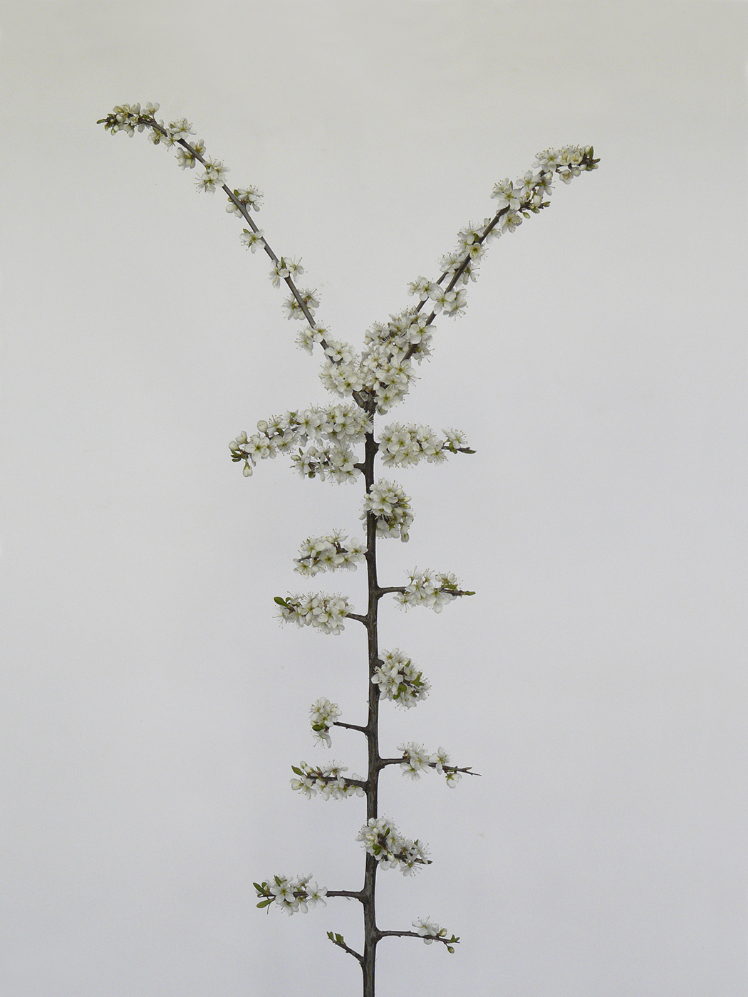 Image of Prunus spinosa specimen.